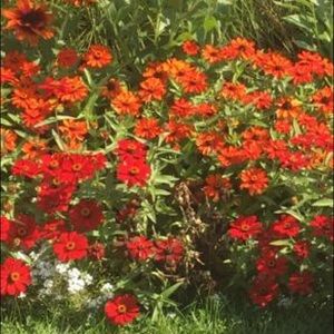 Meet your Posher, Roxanne